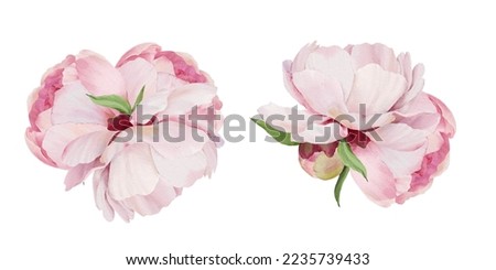 Bouquets with peonies. Hand painted floral clip art. Arrangement isolated on white background.