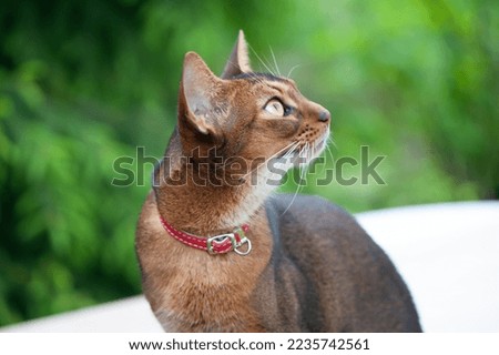 Abyssinian cat in collar, walking in juicy green grass. High quality advertising stock photo. Pets walking in the summer
