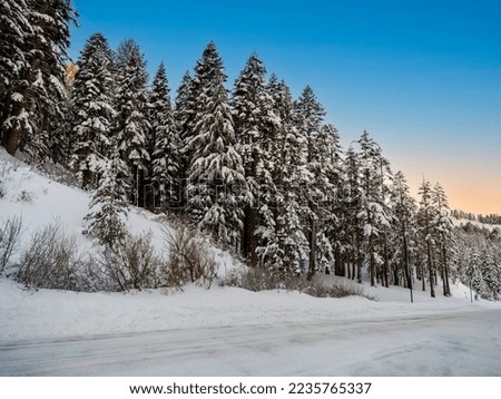 Snow covered trees along a road in winter