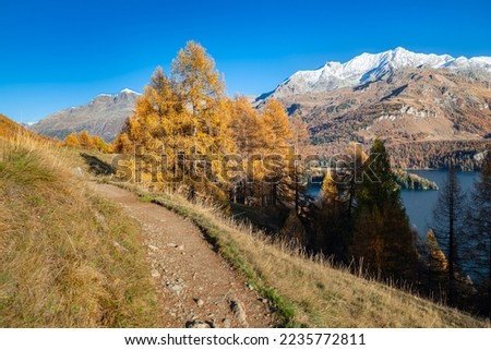 Hiking trail "Via Engiadina" along Lake Sils in Engadin, Switzerland, surrounded by golden larches and snow capped mountains Royalty-Free Stock Photo #2235772811