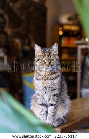 Funny cat with a serious and strict look sits on a table in a street cafe. Pets on the street.