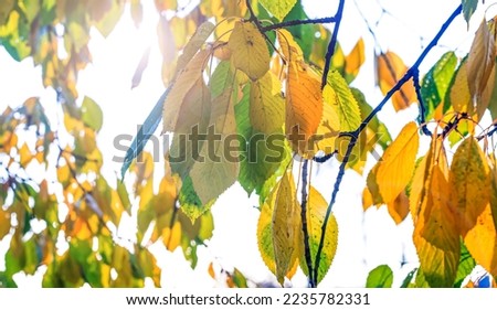 Yellow and green leaves on tree branches under bright sunlight in autumn