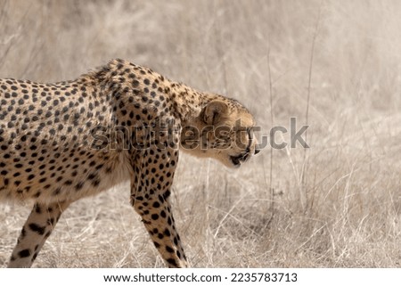 cheetah (Acinonyx jubatus) walking through the african bush