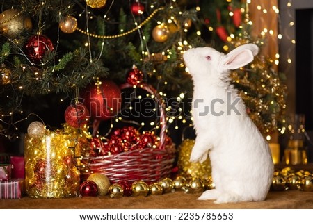 The rabbit is a symbol of the new year 2023. A white rabbit stands by a green Christmas tree with Christmas decorations. A beautiful photo of a rabbit for the New Year calendar.