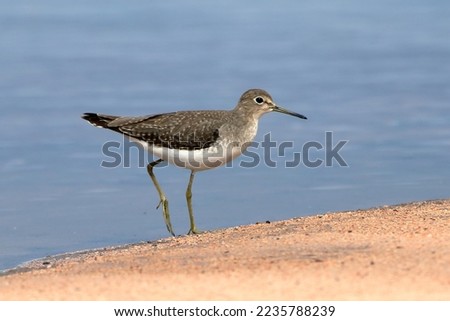 Solitary Sandpiper (Tringa solitaria), isolated, perched on the edge of a pond Royalty-Free Stock Photo #2235788239