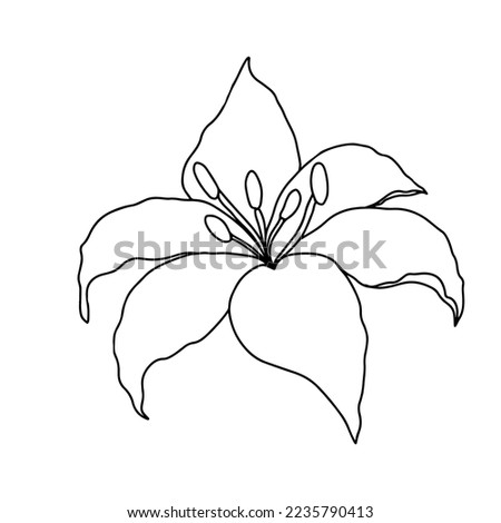 Lilly flower, isolate on white background. Hand drawn floral elements