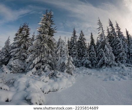 Landscape with Winter Fairy Tail Forest