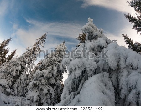 Landscape with Winter Fairy Tail Forest