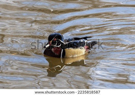 Wood Ducks in a pond