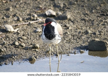 View of Red Wattled lapwing