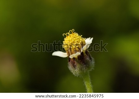 Closeup of small yellow flower.