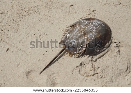 Horseshoe Crab Shell on the Beach Royalty-Free Stock Photo #2235846355
