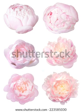 a pretty head peony flower isolated on white