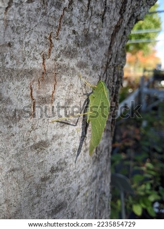 Katydid resting on the trunk of a tree Royalty-Free Stock Photo #2235854729