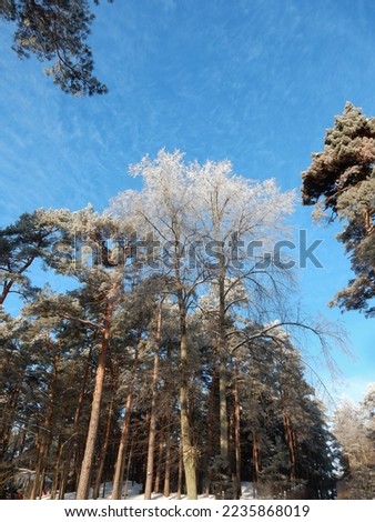 winter snow covered trees against the blue sky, copy space. High quality photo