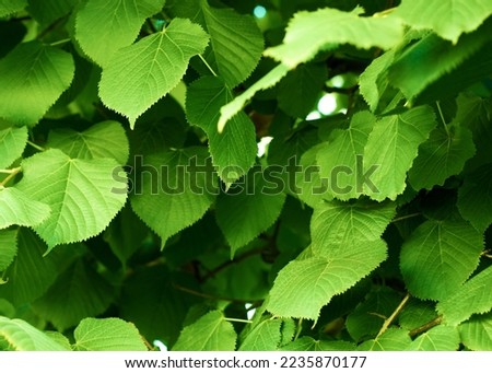 Green leaf texture. Leaves texture background. Creative layout of green leaves. Nature background
