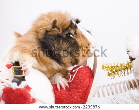christmas,guinea-pig