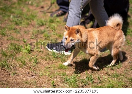 Shiba inu walking in the park, afternoon. High quality photo