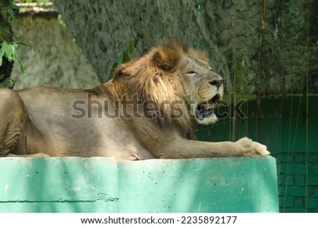 Selective focus and close up picture with noise effect of male lion sitting at the stone.
