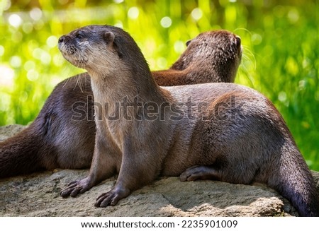 Two Oriental small clawed otters, Aonyx cinereus