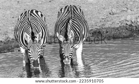 Wildlife Zebra's two drinking at waterhole early summer moring a closeup frontal black white photograph.