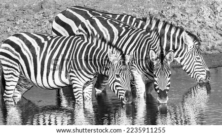 Wildlife Zebra's three drinking at waterhole early summer moring a closeup frontal spia black white photograph.