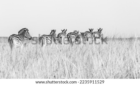 Zebra herd wildlife animals walking together in their habitat wilderness reserves over the rugged terrain a black white photograph.