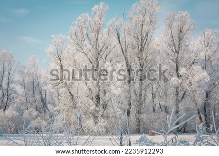 Fluffy winter trees covered with frost landscape photo. Beautiful nature scenery photography with sky on background. Idyllic scene. High quality picture for wallpaper, travel blog, magazine, article