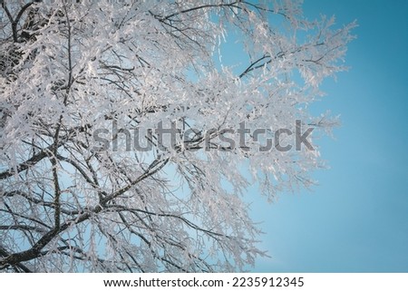 Close up snow capped tree with blue sky behind concept photo. Front view photography with snowy winter day on background. High quality picture for wallpaper, travel blog, magazine, article