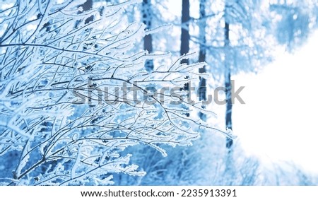 Beautiful snowy tree branches, winter nature background. gentle winter forest landscape. frosty cold weather. Christmas holiday. banner. copy space