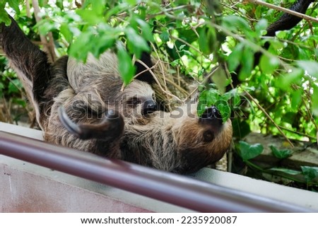 A Two Toed Sloth with her Baby Sloth
Hoffmann's two-toed sloth (Choloepus hoffmanni), also known as the northern two-toed sloth  from Central and South America.
  Royalty-Free Stock Photo #2235920087
