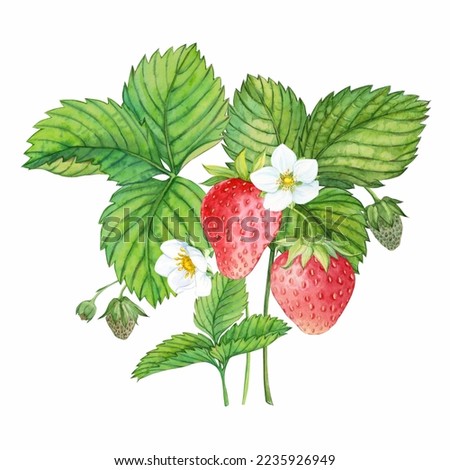 Strawberry plant with red berries, watercolor painting. Design for groceries, farm products, tea, natural cosmetics. Summer garden design element.
