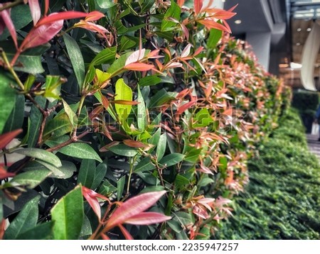 A picture of Hedge Plants, can be used for cover photos, wallpapers, or photo backgrounds