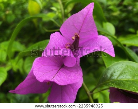 A picture of Elizabeth Angus Bougainvillea Flower, can be used as wallpaper, Background, and Cover Photo