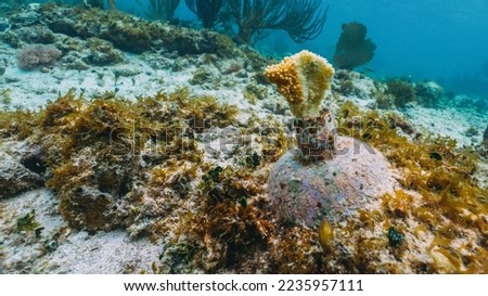 fragment of a coral in a coral farm in mexico
