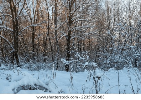 Snow-covered forest landscape. Trees in the winter forest on sunset for publication, design, poster, calendar, post, screensaver, wallpaper, postcard, banner, cover. High quality photography