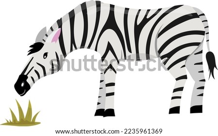 zebra eating grass isolated on white, cute animal illustration for children