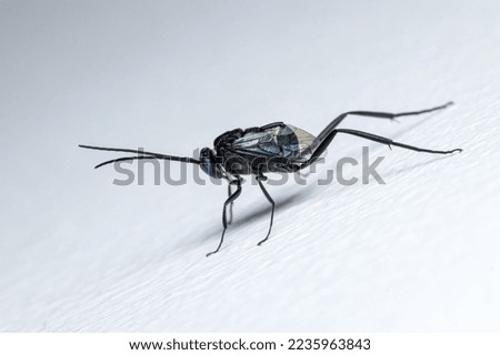 Portrait of 
Blue-eyed Ensign Wasp , 
Evania appendigaster resting on a white wall.
