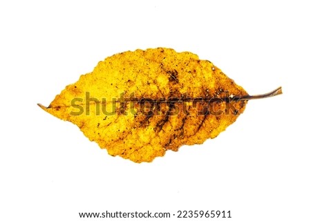 High Key Image of decaying autumn leaves on a white background