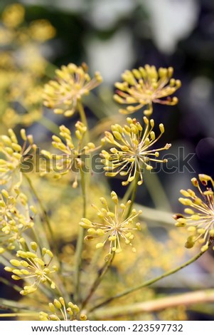 Dill (Anethum graveolens) umbel with seeds