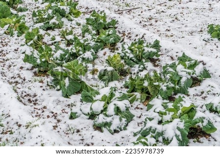 Cold weather and snowfall destroyed an orchard's crop. The field sown with agricultural crops was covered with snow and ice. The threat of hunger and food shortages. Royalty-Free Stock Photo #2235978739