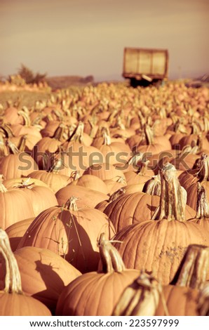 Pumpkin patch. Many pumpkins in rows. Picture is filtered for instagram retro look.