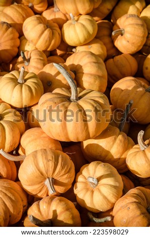 Pumpkin patch. Many pumpkins close up shoot.Picture is filtered for instagram retro look.