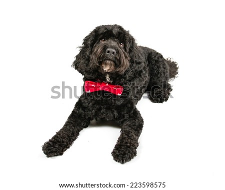 Picture of a Laying Black Cockapoo on a white background.