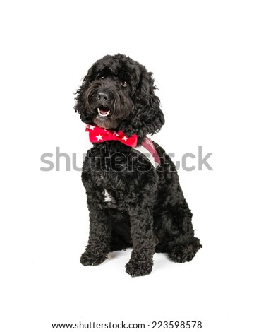 Picture of a sitting Black Cockapoo on a white background.