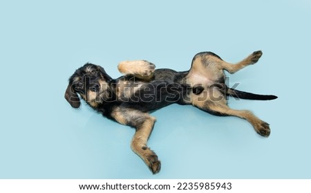 Submissive male mixed breed puppy dog lying dowm and  belly-up on isolated blue pastel background Royalty-Free Stock Photo #2235985943
