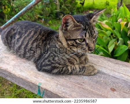 Cat is relaxing on the wood in morning