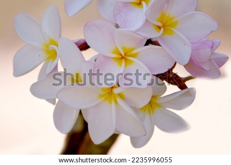 Pink champa flowers on blurred background