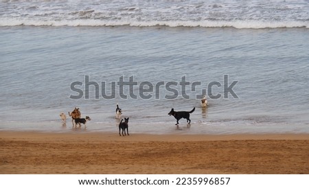 Dogs enjoying a day at the beach