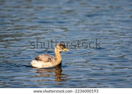 little grebe or Tachybaptus ruficollis bird closeup or portrait floating alone in natural blue shallow water or wetland of keoladeo national park or bharatpur bird sanctuary rajasthan india